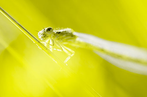 Dragonfly Rides Grass Blade Among Sunlight (Yellow Tone Photo)