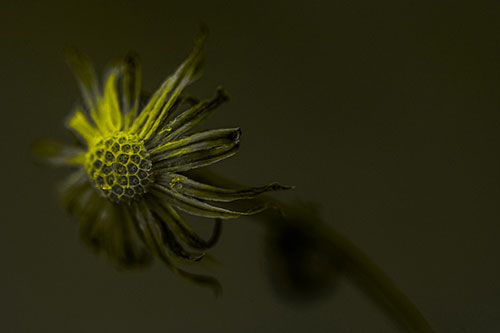 Dried Curling Snowflake Aster Among Darkness (Yellow Tone Photo)