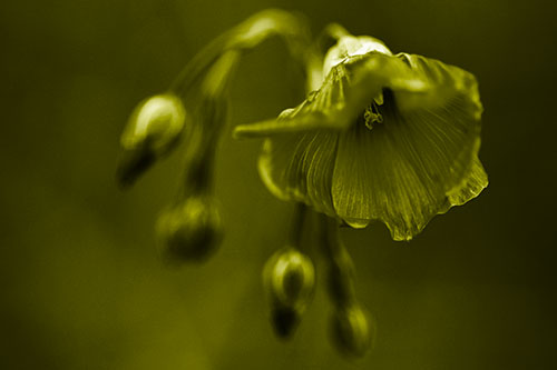 Droopy Flax Flower During Rainstorm (Yellow Tone Photo)