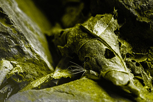 Dry Frowning Leaf Face Resting Between Rocks (Yellow Tone)