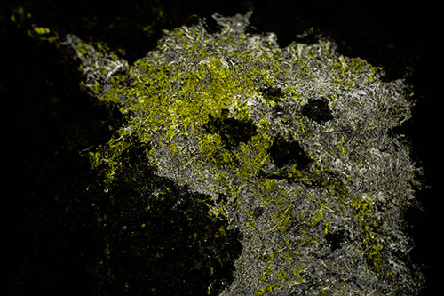 Dry Smirking Moss Face Among Damp Rock Surface (Yellow Tone)
