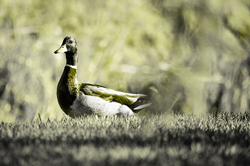 Duck On The Grassy Horizon (Yellow Tone Photo)