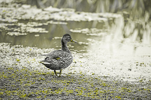 Duck Walking Through Algae For A Lake Swim (Yellow Tone Photo)
