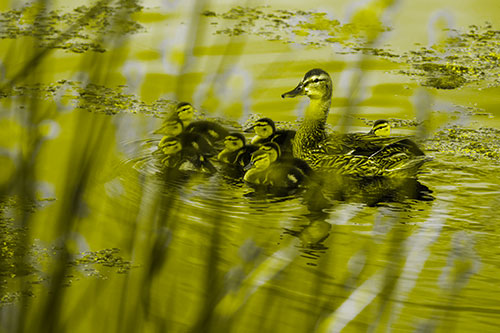 Ducklings Surround Mother Mallard (Yellow Tone Photo)