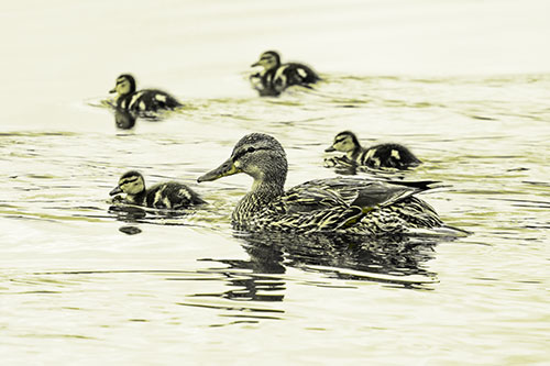 Ducklings Swim Along Mother Mallard Duck (Yellow Tone Photo)