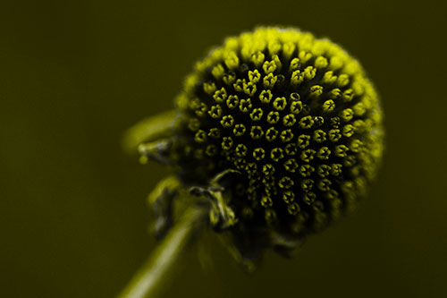 Dying Globosa Billy Button Craspedia Flower (Yellow Tone Photo)