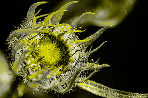 Dying Sunflower Curling Up (Yellow Tone Photo)