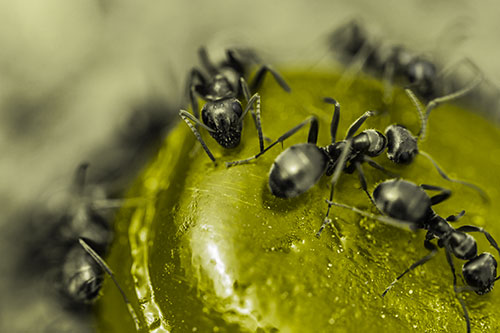 Excited Carpenter Ants Feasting Among Sugary Food Source (Yellow Tone Photo)