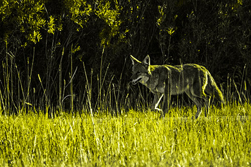 Exhausted Coyote Strolling Along Sidewalk (Yellow Tone Photo)