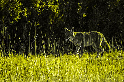 Exhausted Coyote Strolling Along Sidewalk (Yellow Tone)