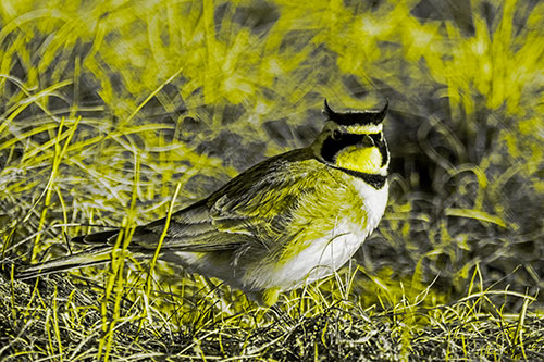 Eye Contact With A Horned Lark (Yellow Tone Photo)