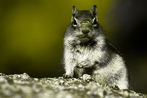 Eye Contact With Wild Ground Squirrel (Yellow Tone Photo)