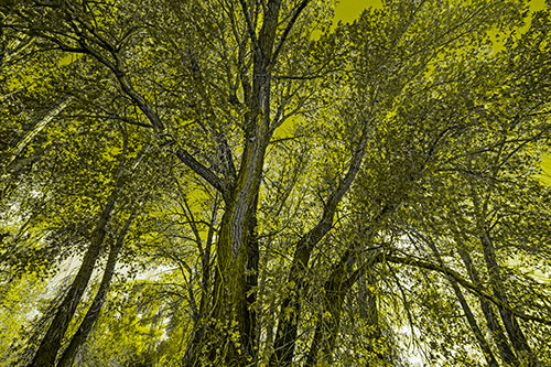 Fall Changing Autumn Tree Canopy Color (Yellow Tone Photo)