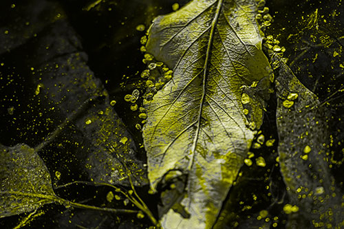 Fallen Autumn Leaf Face Rests Atop Ice (Yellow Tone Photo)