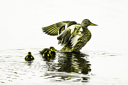 Family Of Ducks Enjoying Lake Swim (Yellow Tone Photo)