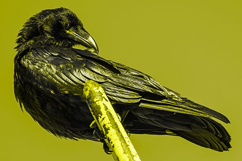 Feather Cleaning Raven Perched Atop Rusted Rail (Yellow Tone)