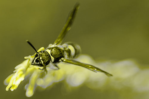 Feisty Wasp Gazes Upwards Among Plant Top (Yellow Tone)