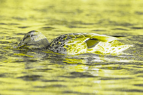 Female Mallard Duck Feasting Among River Water (Yellow Tone)