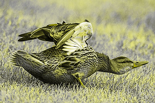 Female Mallard Duck Stretching Among Cut Grass (Yellow Tone)