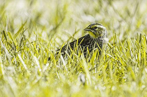 Female Red Winged Blackbird Taking Gander Among Grass (Yellow Tone)