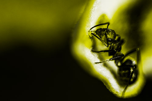 Fire Ant Milking Aphid Among Milkweed Leaf (Yellow Tone)