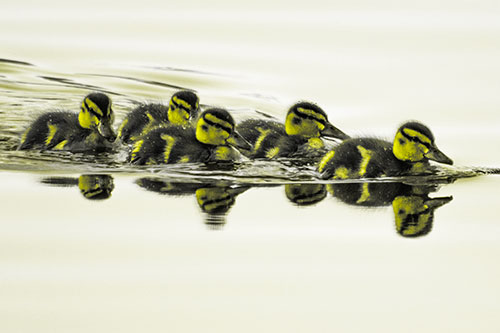 Five Baby Mallard Ducklings Swimming Across Lake Water (Yellow Tone)