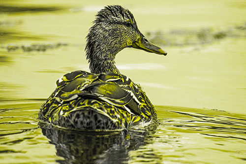 Floating Female Mallard Duck Glancing Sideways (Yellow Tone)