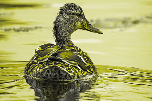 Floating Female Mallard Duck Glancing Sideways (Yellow Tone Photo)