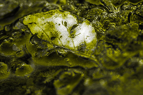 Floating Leaf Face Smirking Among Algae (Yellow Tone Photo)