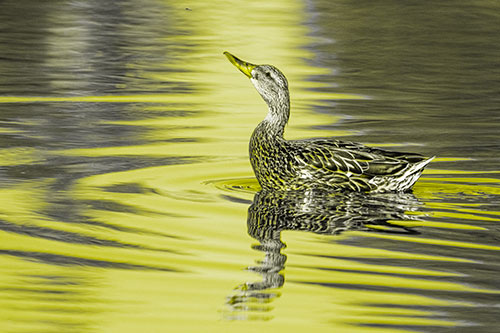 Floating Mallard Duck Watches Dragonfly Buzzing Above (Yellow Tone)