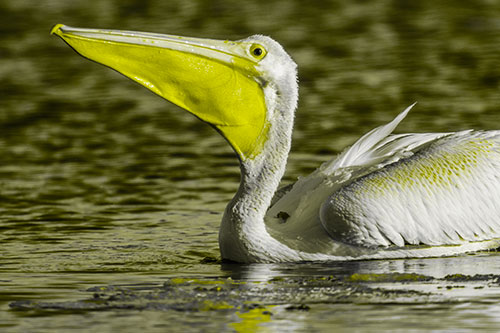 Floating Pelican Swallows Fishy Dinner (Yellow Tone Photo)