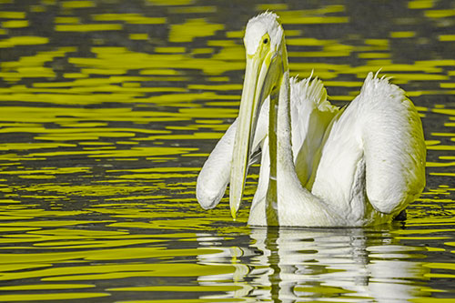 Floating Wing Spread Pelican Hunting For Fishy Breakfast (Yellow Tone)