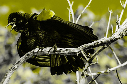 Fluffy Red Winged Blackbird Cawing Among Curving Branch (Yellow Tone)