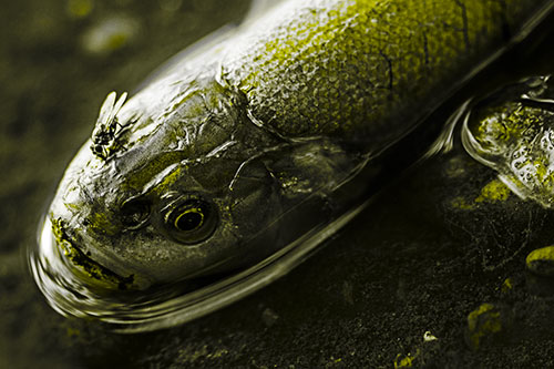 Fly Feasts Among Freshwater Whitefish Eyeball (Yellow Tone Photo)