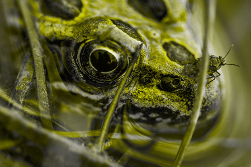 Fly Standing Atop Leopard Frogs Nose (Yellow Tone Photo)