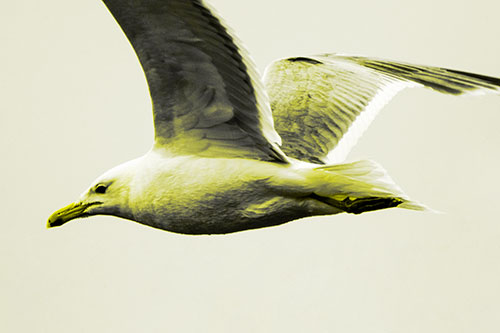 Flying Seagull Close Up During Flight (Yellow Tone Photo)