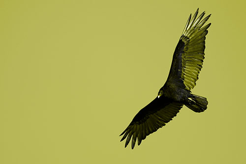 Flying Turkey Vulture Hunts For Food (Yellow Tone Photo)