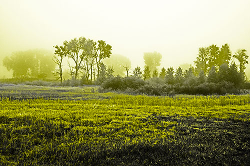 Fog Lingers Beyond Tree Clusters (Yellow Tone Photo)