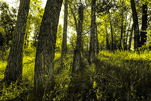 Forest Tree Trunks Blocking Sunlight (Yellow Tone Photo)
