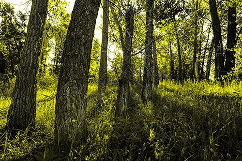 Forest Tree Trunks Blocking Sunlight (Yellow Tone Photo)