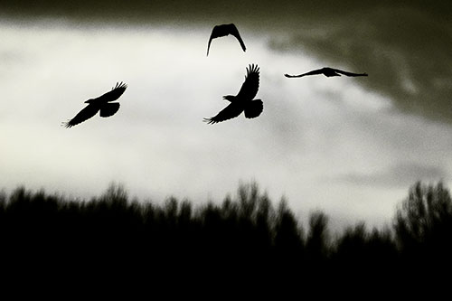Four Crows Flying Above Trees (Yellow Tone Photo)