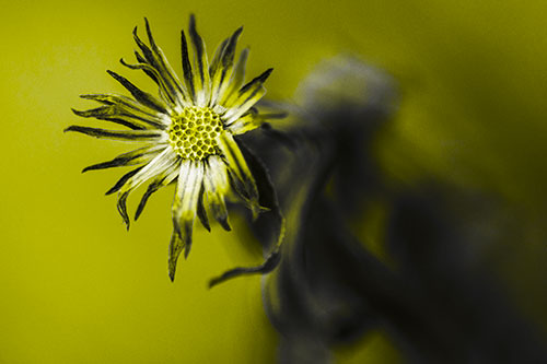 Freezing Aster Flower Shaking Among Wind (Yellow Tone Photo)
