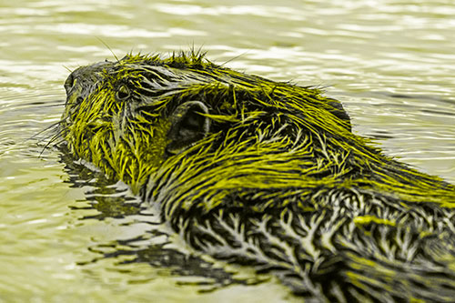 Frightened Beaver Swims Upstream River (Yellow Tone)