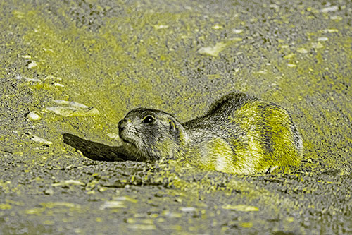 Frightened Russet Ground Squirrel Crouching Atop Dirt Mound (Yellow Tone)