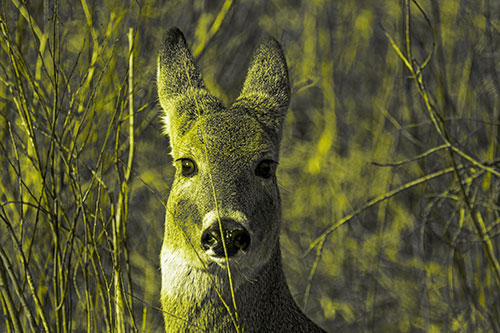 Frightened White Tailed Deer Staring (Yellow Tone)