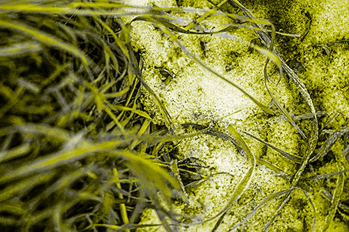 Frowning Grass Face Buried Among Snow (Yellow Tone)