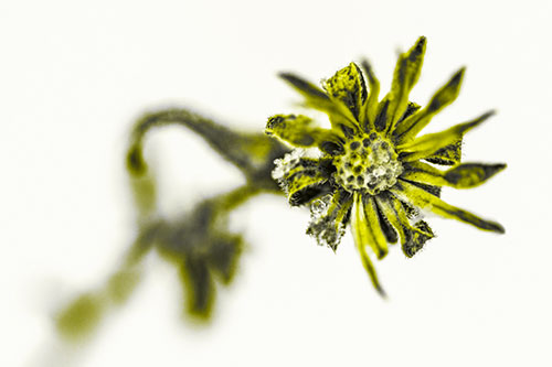 Frozen Ice Clinging Among Bending Aster Flower Petals (Yellow Tone Photo)