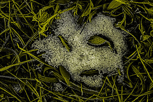 Frozen Leaf Eyed Snow Face Among Frosty Grass (Yellow Tone)