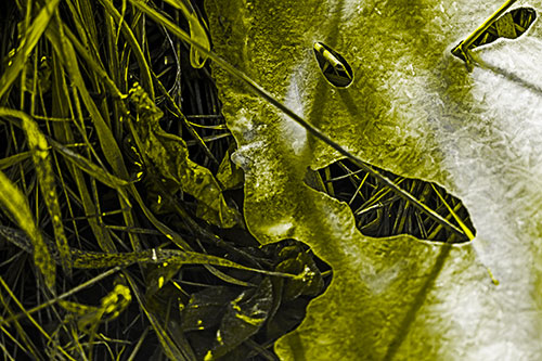 Frozen Protruding Grass Bladed Ice Face (Yellow Tone)