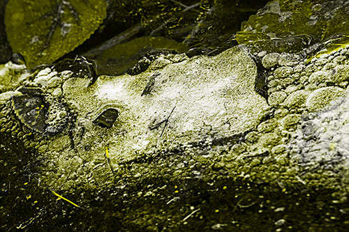 Frozen Rubber Eyed Ice Face Smiling Among Floating Leaves (Yellow Tone)